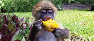Subu, The Friendly Monkey | Flash Post 310
